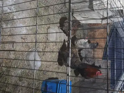 Ameracauna flock, View more