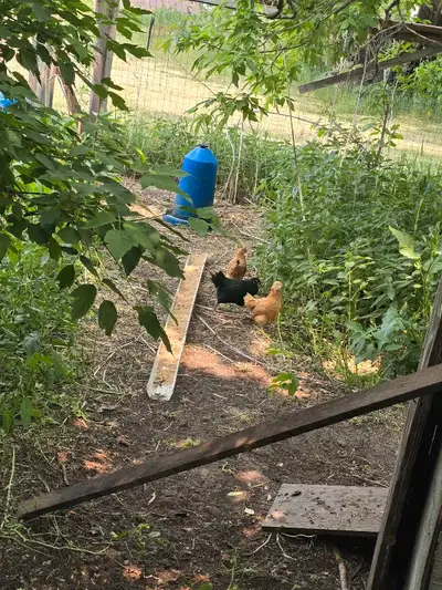 I have about 40-50 young chickens for sale. Hatched out mid April. Selling 20 (straight run) for $14...