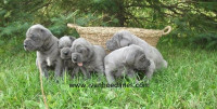 CKC Registered Blue European Great Dane Puppies