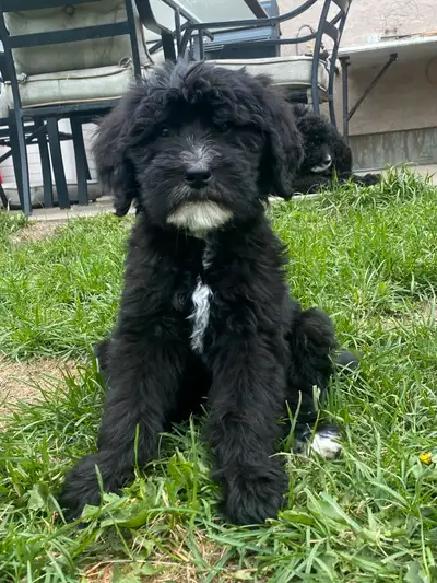 2 pups left!!  F2  Bernsheedoodle puppies, View more