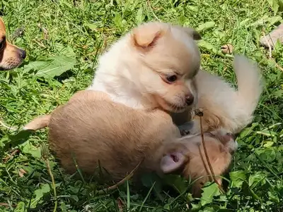 Chihuahua Puppies & 1yo, View more