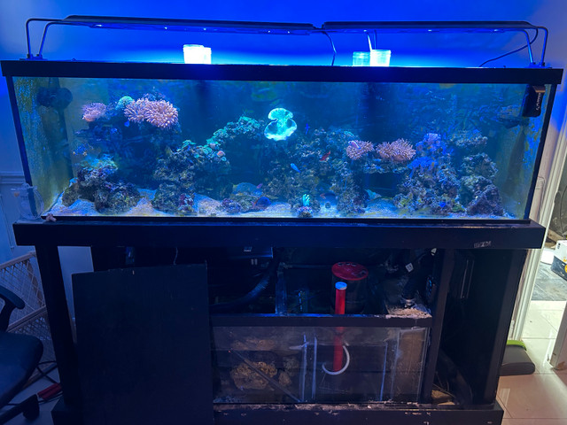 130 gallon saltwater aquarium reef for sale in Livestock in City of Toronto