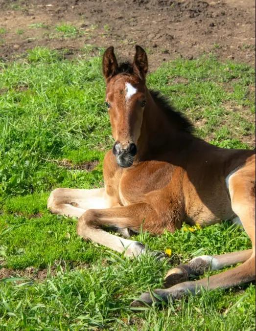 Horse Camp (July/August)514440161102417924