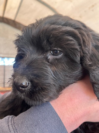 Labradoodle puppy’s for Sale