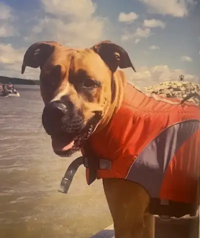 RC Pets XL Dog Life Vest , View more