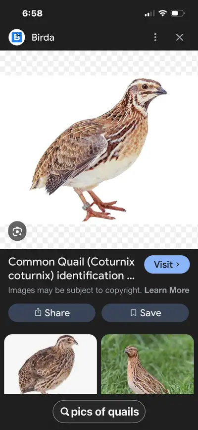 Looking for a male and 2 female quail for pets for kids please message with price thanks