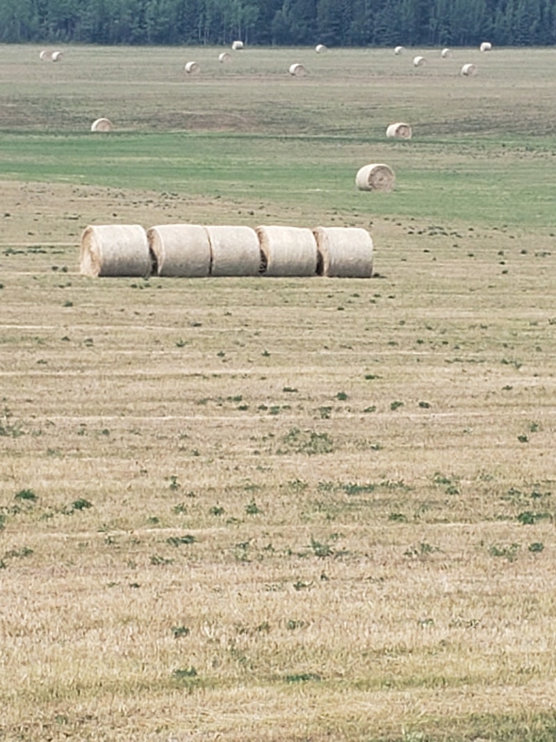 Hay for Sale Livestock Prince Kijiji