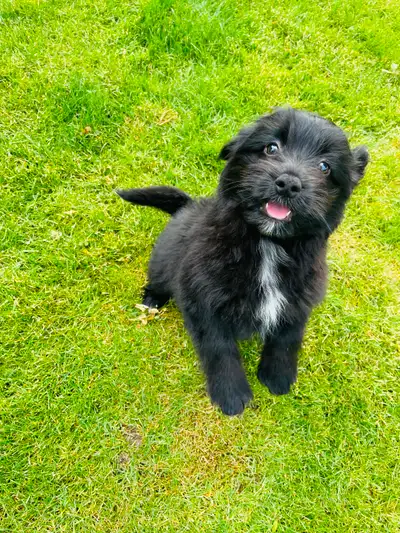 Update- Only boy is available We have adorable hypoallergenic Pomapoo pups. These super healthy pupp...