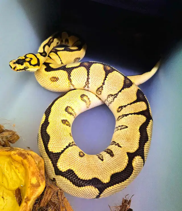 Ball Python Pair (Spring Sale!) in Reptiles & Amphibians for Rehoming in Peterborough - Image 4