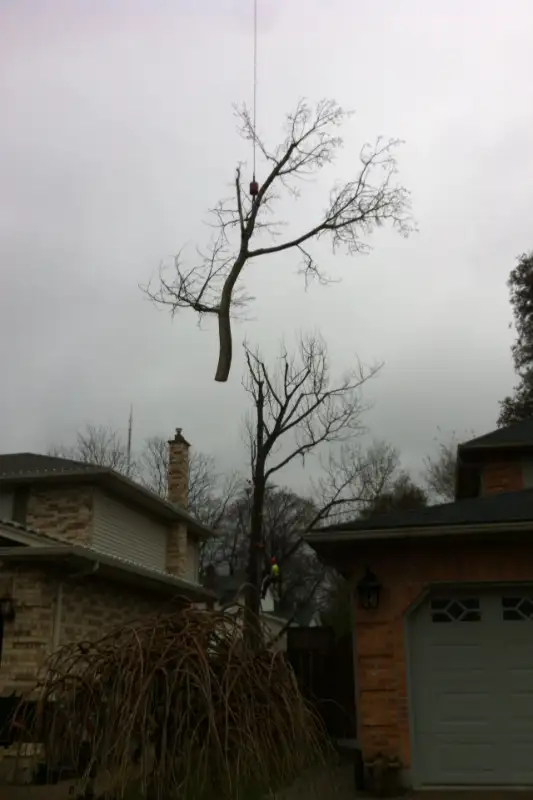 $SPECIALS$ DISCOUNTS FREE QUOTES FULLY INSURED AtoZ VIKING TREE62863253578241121