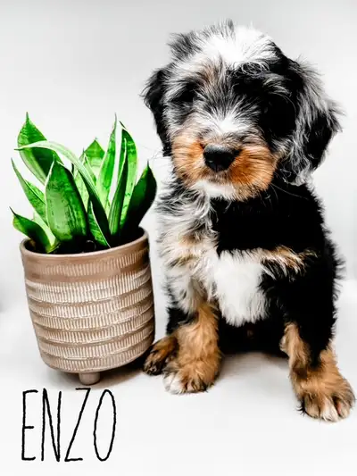 We have Micro Bernedoodles available with the same great temperament as our mini and standard Berned...