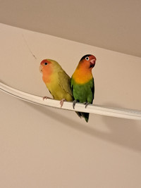 LOVE BIRDS &  CAGE