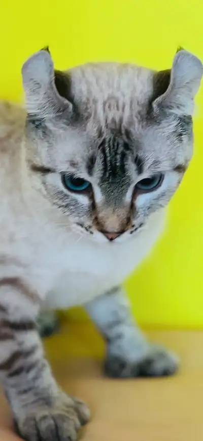 Chatterie Highland Lynx Vous présente Une magnifique femelle et un mâle vraiment affectueuse un cœur...