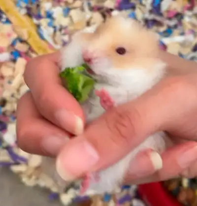 New Syrain hamster Babies, View more