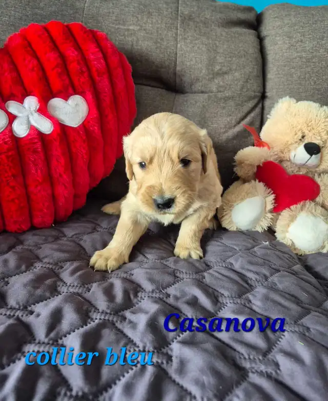 Adorables Chiots Golden Retriever in Dogs & Puppies for Rehoming in St-Georges-de-Beauce - Image 7