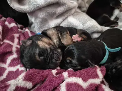 !! ONLY 2 MALES AVAILABLE  CKC GERMAN SHEPHERD PUPPIES !!, View more