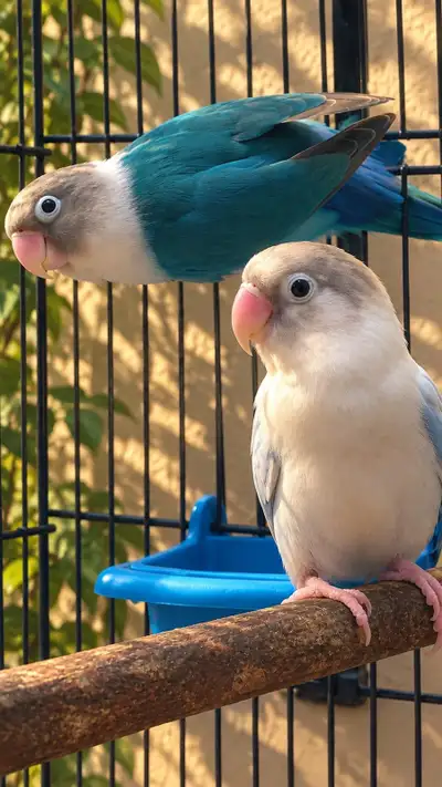 love bird for rehoming few left, View more