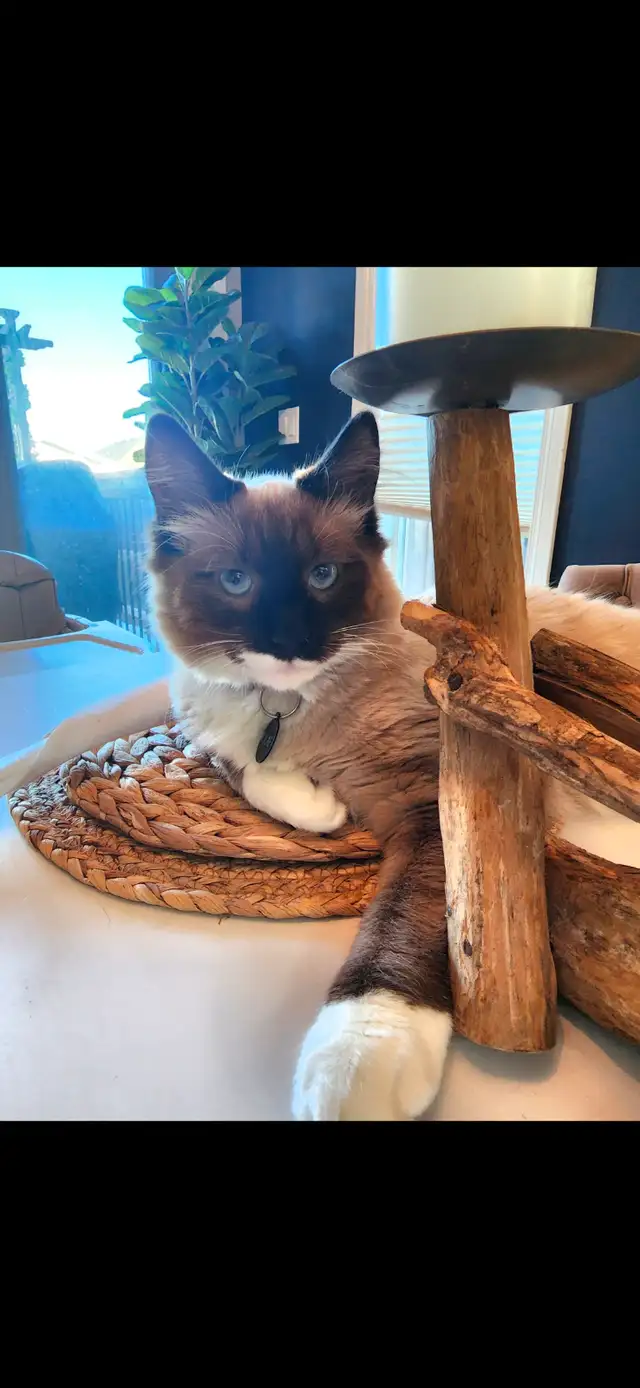 2 Male Ragdoll, Simese cats