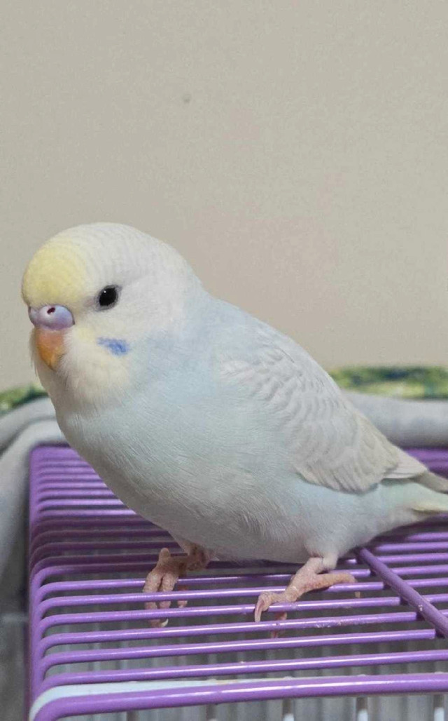 Baby budgies in Birds for Rehoming in Ottawa
