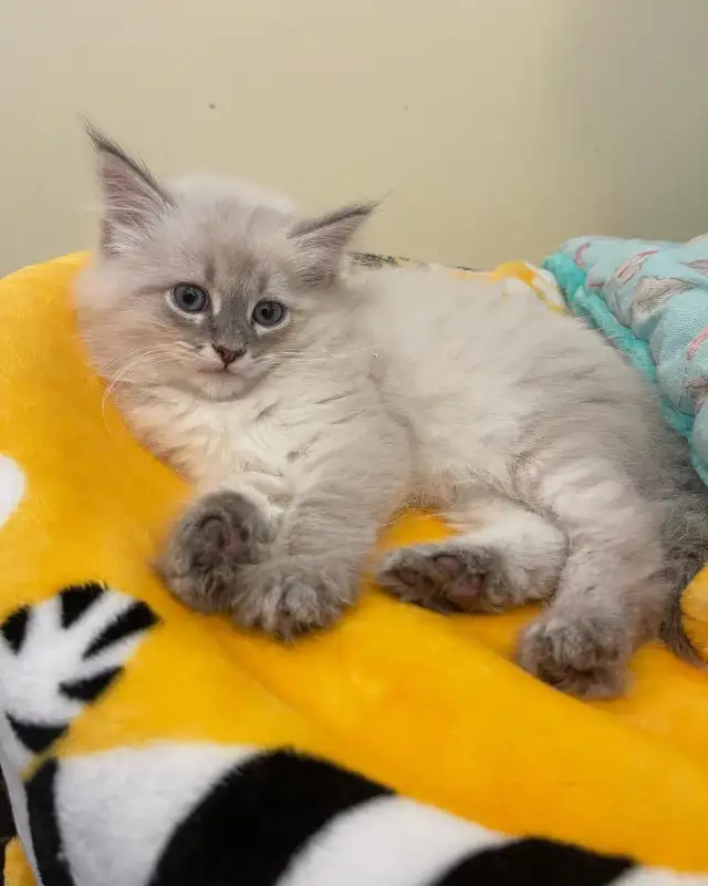 Siberian Neva Masquerade in Cats & Kittens for Rehoming in City of Toronto - Image 2