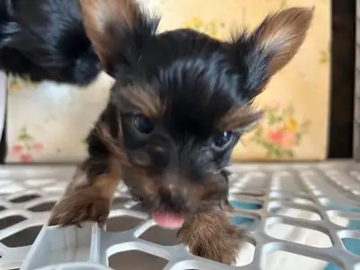 Full black and Black and Tan Yorkie pups, View more