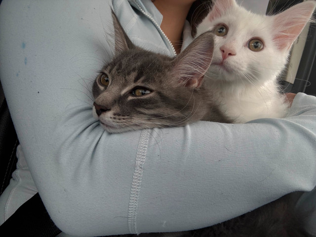Turkish angora mix in Cats & Kittens for Rehoming in Sudbury - Image 2