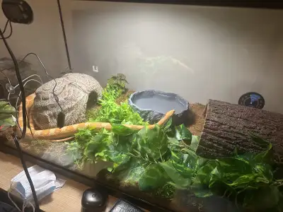 corn snake, View more