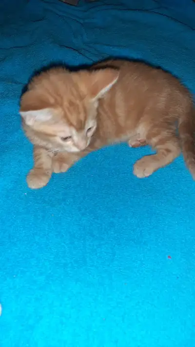 Bonjour nous avons un chaton roux mâle sociabilisé avec pitou et minou...il adore les calins...ronro...