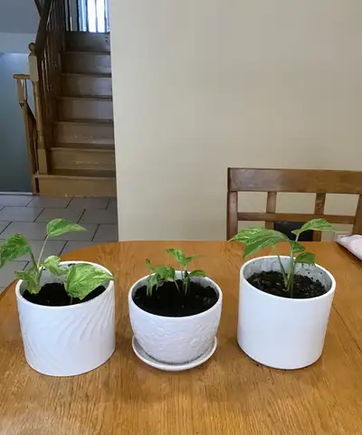 Pothos Plant, View more