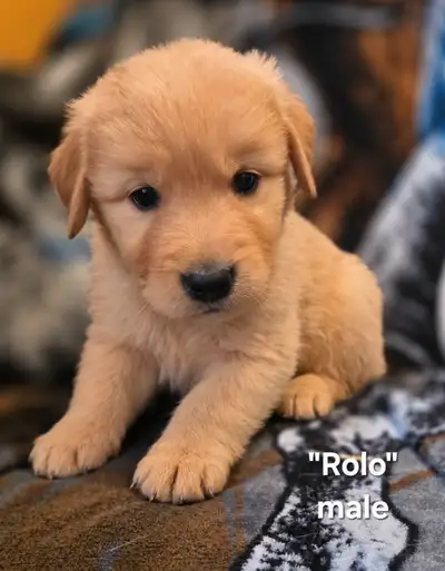 Golden Retriever, View more