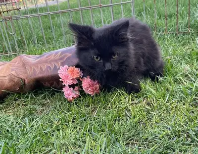 Adorable Kittens for Sale!, View more