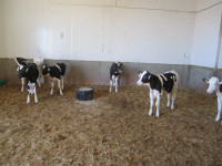 Nice Young Bull Calves For Sale