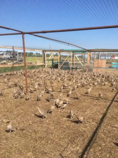 Pheasants for sale. Website: lakeshore pheasant.com. Done hatching. Chicks and full grown roosters s...