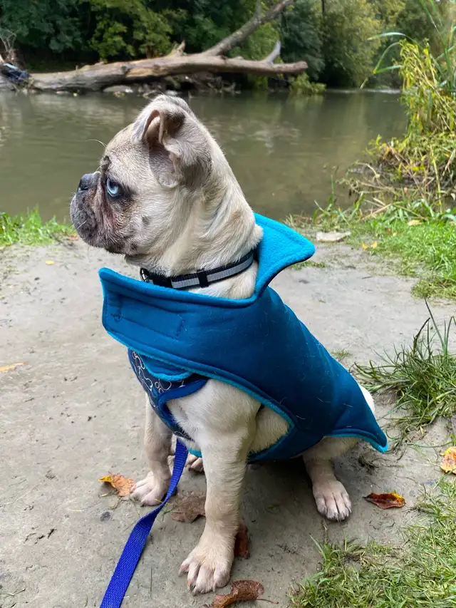 4 year old Mixed French Bulldog in Dogs & Puppies for Rehoming in City of Toronto - Image 5