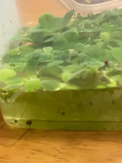 Water lettuce, aquarium floating plant , View more