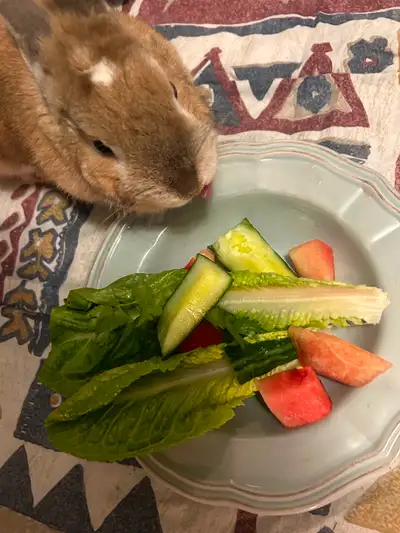 Bunny for sale, View more