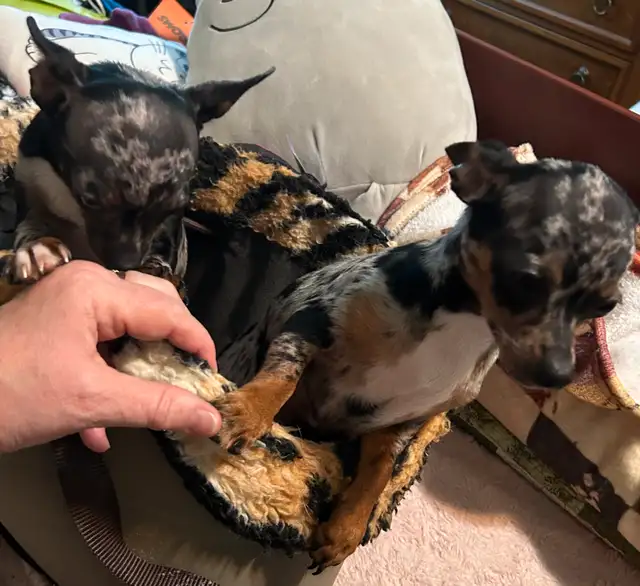 Chihuahua Merle (female) in Dogs & Puppies for Rehoming in Owen Sound - Image 4
