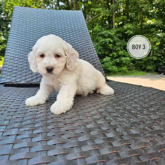 Cockapoo Puppies  - last male. in Dogs & Puppies for Rehoming in Markham / York Region - Image 3