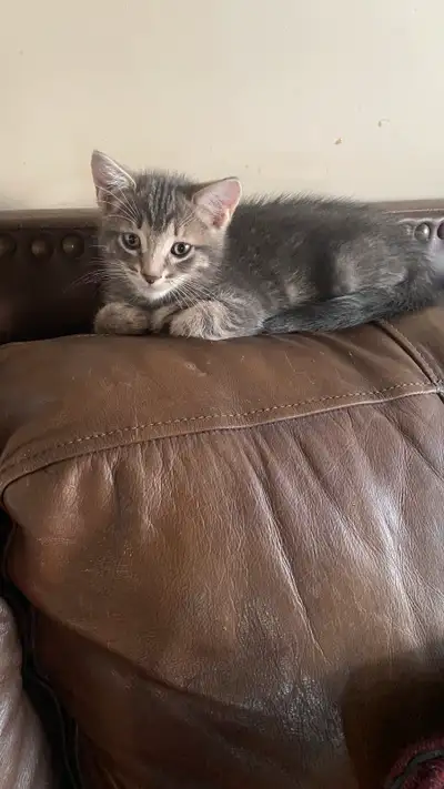 3 beaux chatons se cherchent une famille. Le premier est un petit mâle et les deux autres des petite...