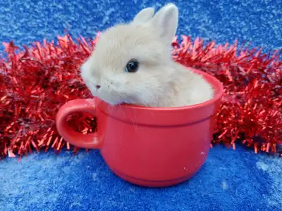 WE HAVE A HANDFUL OF OUR EXTRAORDINARY NETHERLAND DWARF BABY BUNNIES AVAILABLE Attention: Please rea...