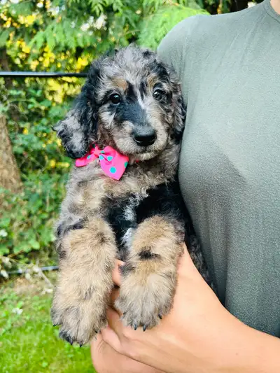 Medium Golden Doodle puppy,puppies non shedding, View more