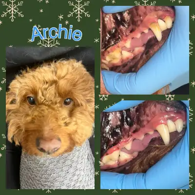 Canine Tooth Fairy offers cosmetic teeth cleaning for dogs & cats We gentle hand scale above the gum...