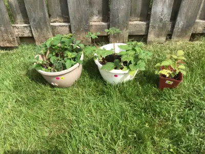 Small pot $5.00 Medium pot $20.00 Large pot $25.00 No holds without e-transfer.