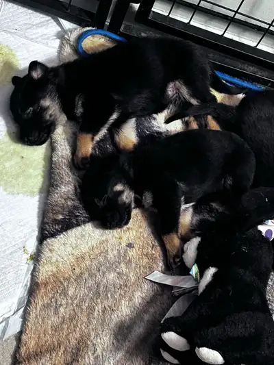 shepherd rotty, View more