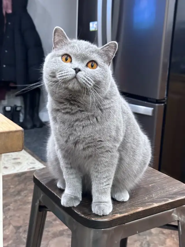 Registered British Shorthair