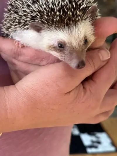 Adorable Hedgehogs for Sale! Looking for a unique, lovable pet? Our hedgehogs are: ✅ Healthy & Happy...