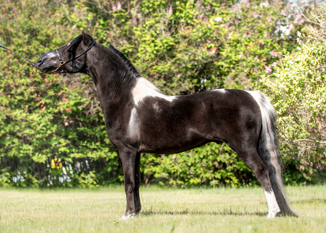 Amhr Stallion in Horses & Ponies for Rehoming in Red Deer - Image 2