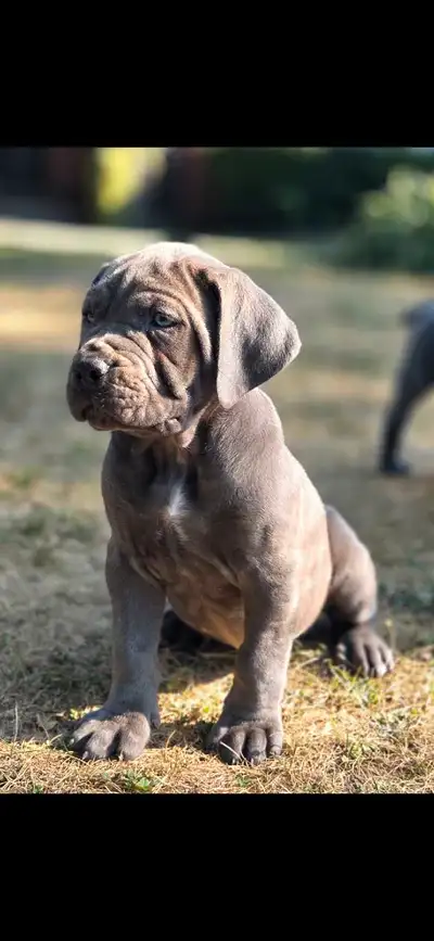 Cane Corso Puppies, View more