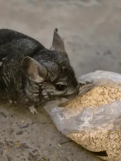 Chinchilla, cage and some accessories, View more