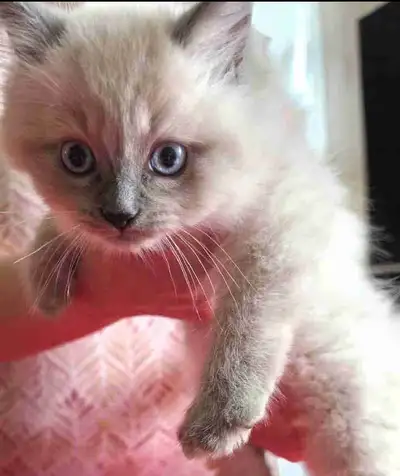 half Himalayan Kitten kittens , View more